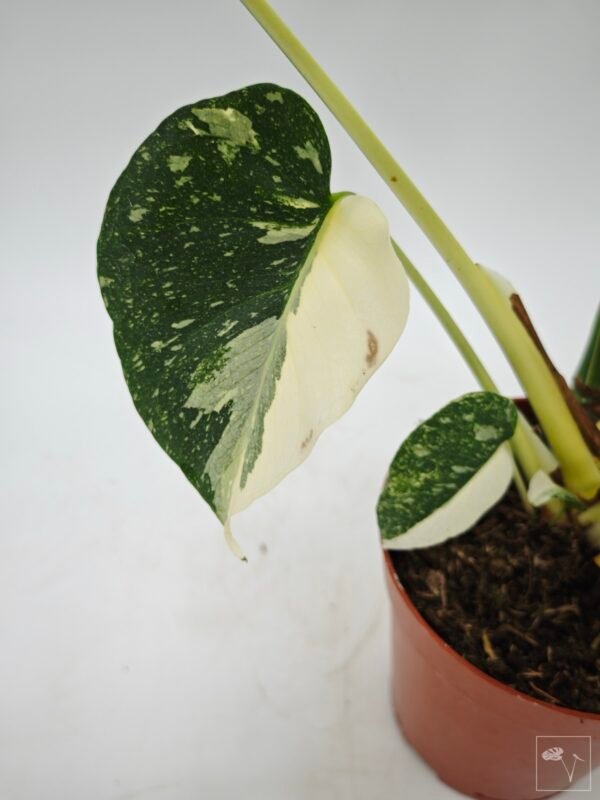 Monstera Thai Constellation (L) 10 - Imagen 10