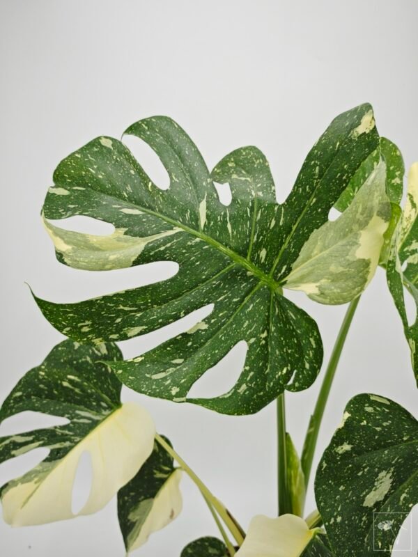 Monstera Thai Constellation (L) 10 - Imagen 11