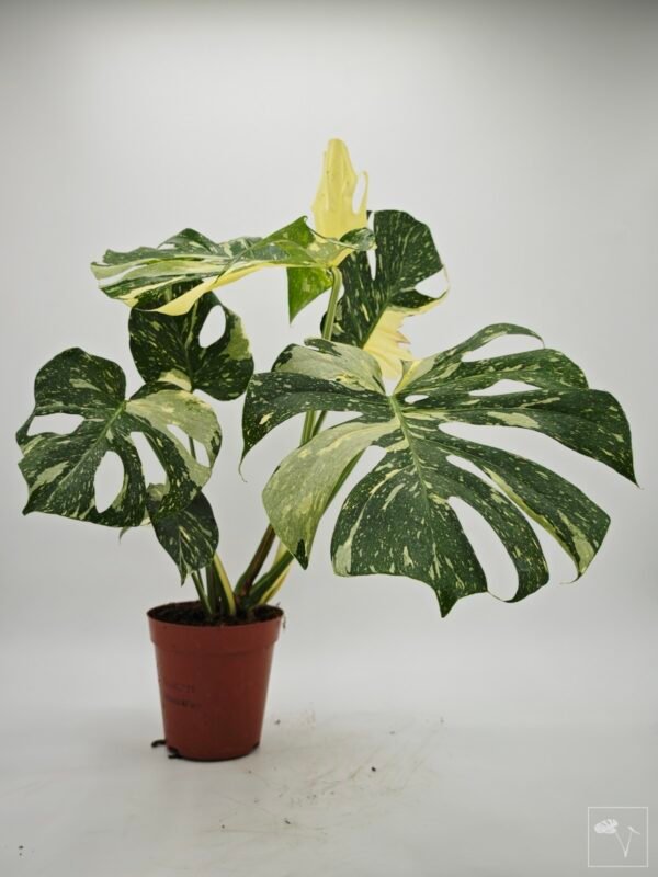 Monstera Thai Constellation (L) 11 - Imagen 2