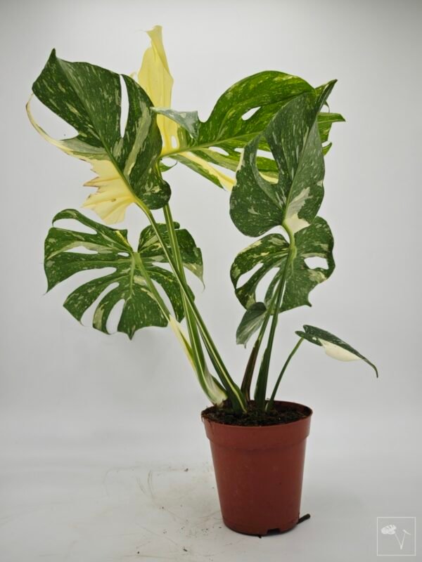 Monstera Thai Constellation (L) 11 - Imagen 3
