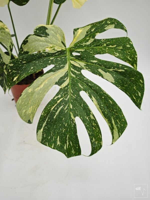 Monstera Thai Constellation (L) 11