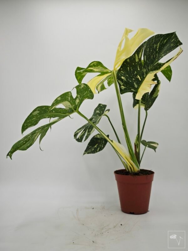 Monstera Thai Constellation (L) 11 - Imagen 5