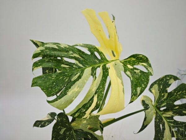 Monstera Thai Constellation (L) 11 - Imagen 6