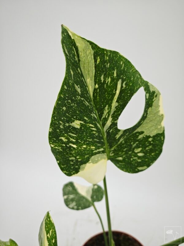 Monstera Thai Constellation (L) 11 - Imagen 9
