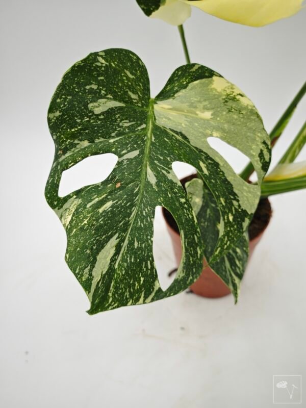Monstera Thai Constellation (L) 11 - Imagen 10