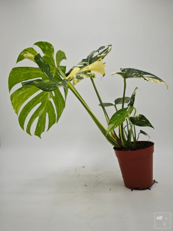 Monstera Thai Constellation (L) 12 - Imagen 2