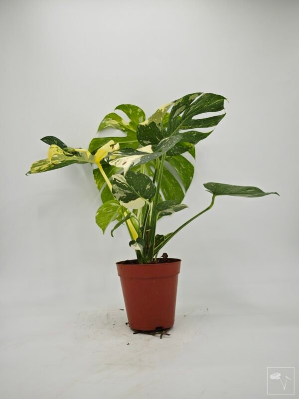 Monstera Thai Constellation (L) 12 - Imagen 3