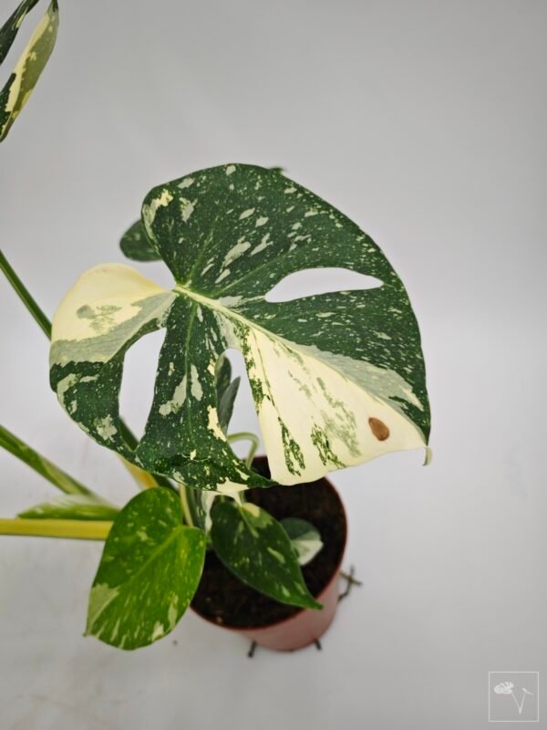 Monstera Thai Constellation (L) 12 - Imagen 4