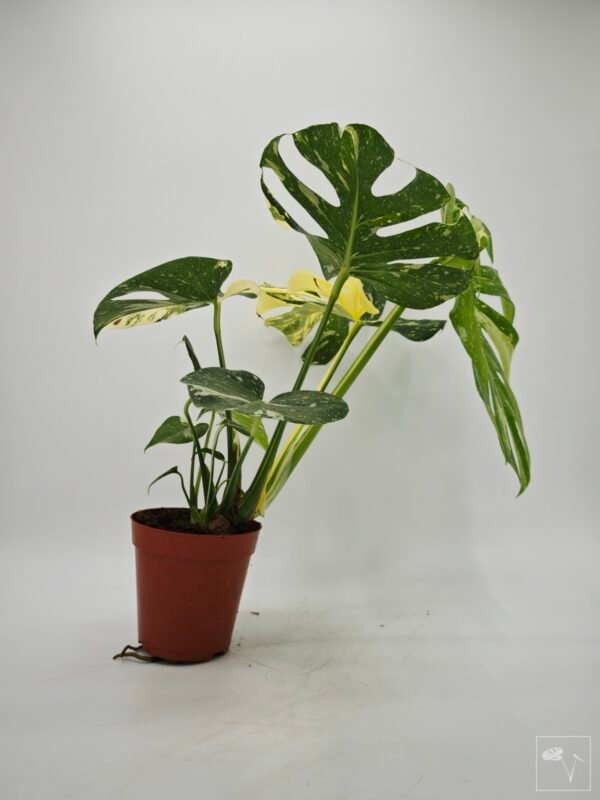 Monstera Thai Constellation (L) 12 - Imagen 5