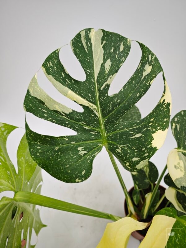 Monstera Thai Constellation (L) 12