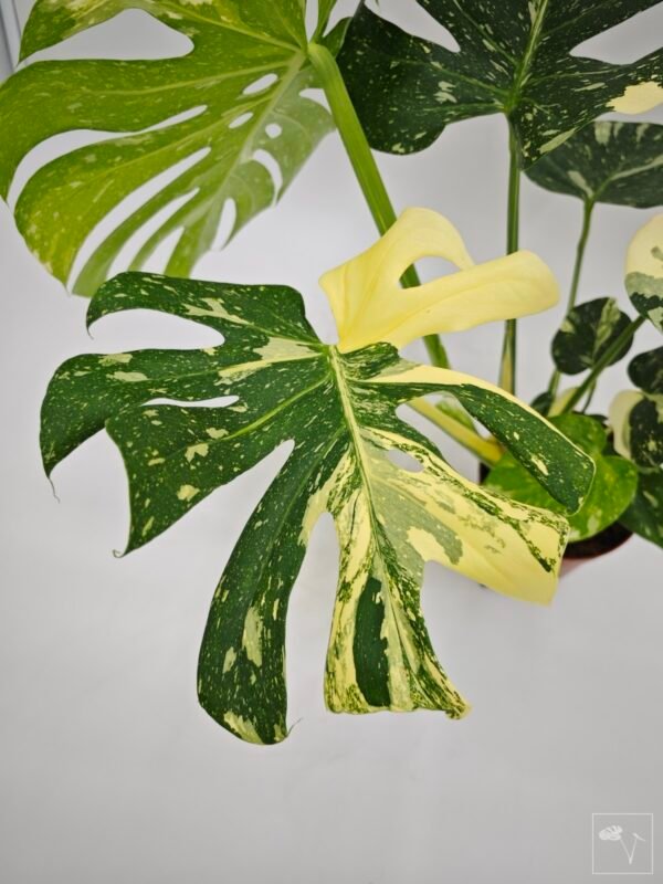 Monstera Thai Constellation (L) 12 - Imagen 7