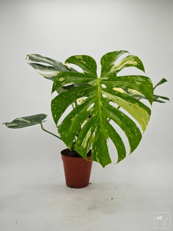 Monstera Thai Constellation (L) 12 - Imagen 8