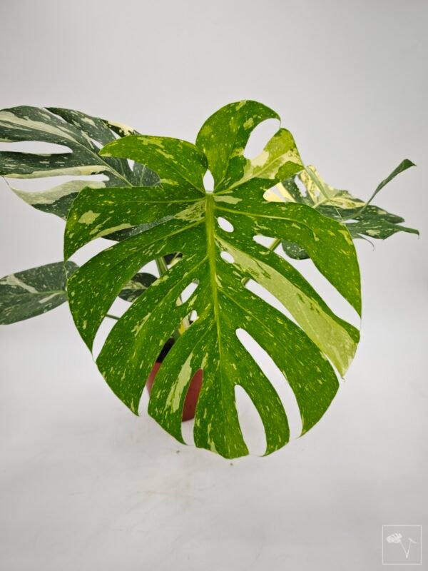 Monstera Thai Constellation (L) 12 - Imagen 9