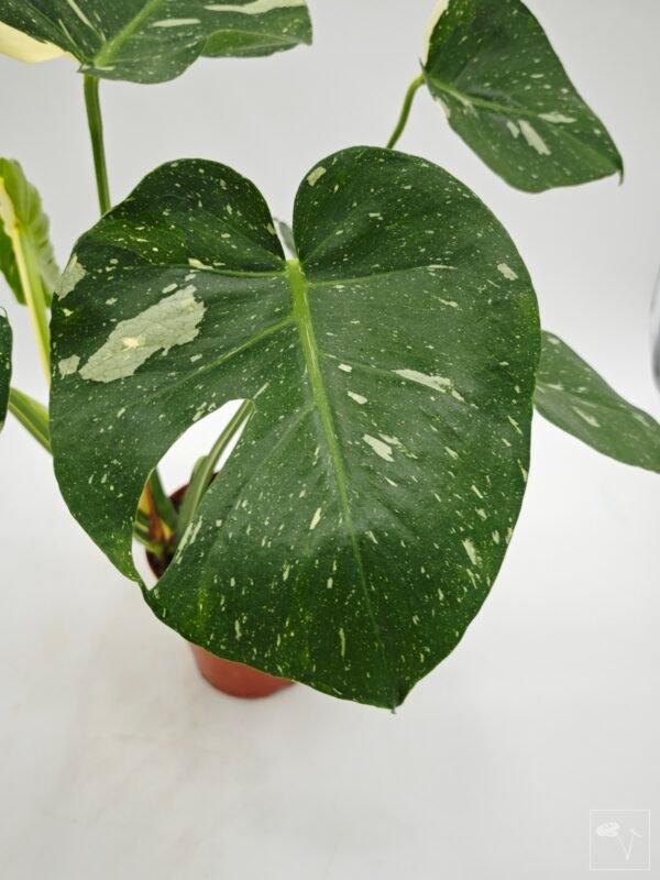 Monstera Thai Constellation (L) 13 - Imagen 2