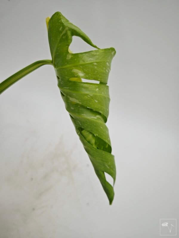 Monstera Thai Constellation (L) 13 - Imagen 3