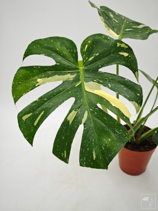 Monstera Thai Constellation (L) 13