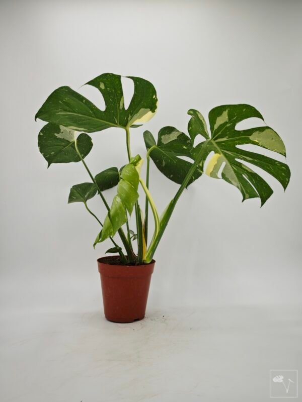 Monstera Thai Constellation (L) 13 - Imagen 5