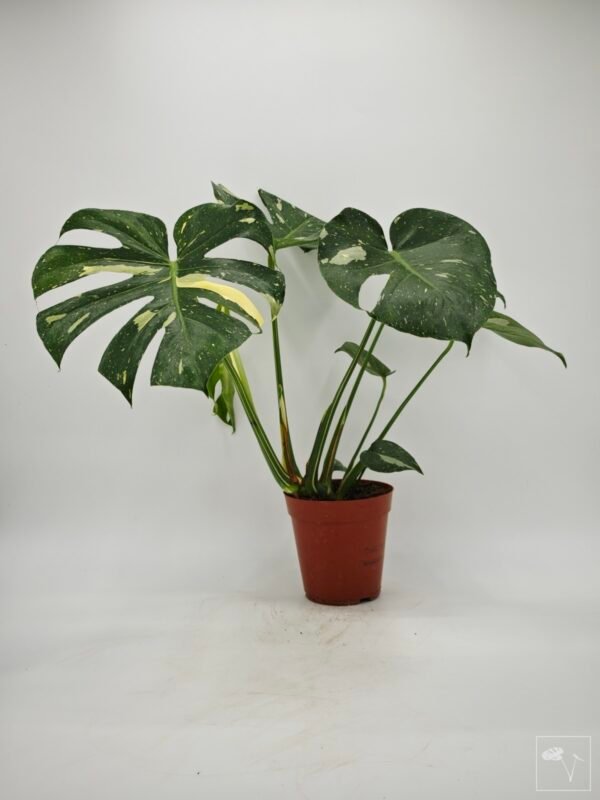 Monstera Thai Constellation (L) 13 - Imagen 6