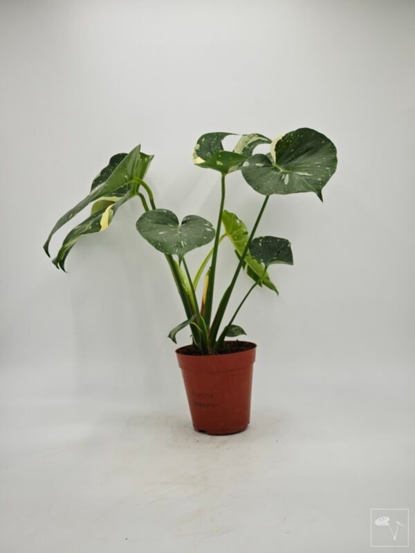 Monstera Thai Constellation (L) 13 - Imagen 7
