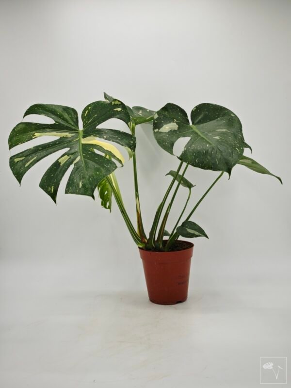 Monstera Thai Constellation (L) 13 - Imagen 8