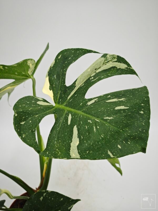 Monstera Thai Constellation (L) 13 - Imagen 9