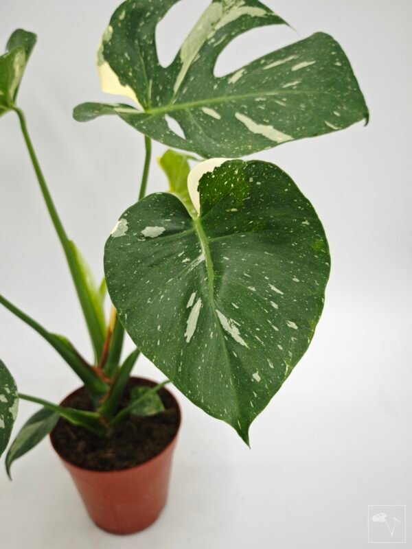 Monstera Thai Constellation (L) 13 - Imagen 10