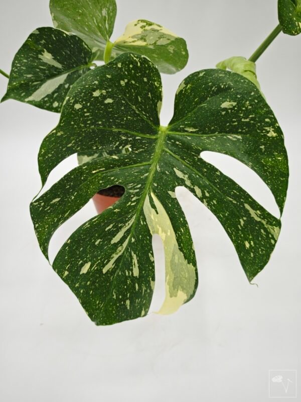 Monstera Thai Constellation (L) 14