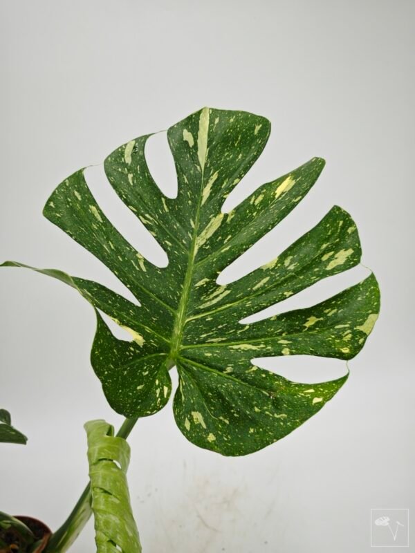 Monstera Thai Constellation (L) 14 - Imagen 3
