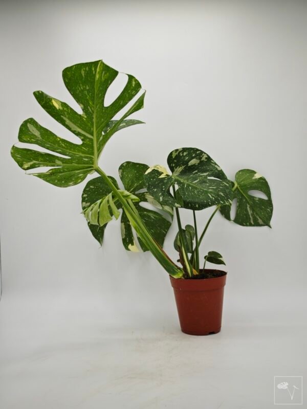 Monstera Thai Constellation (L) 14 - Imagen 4