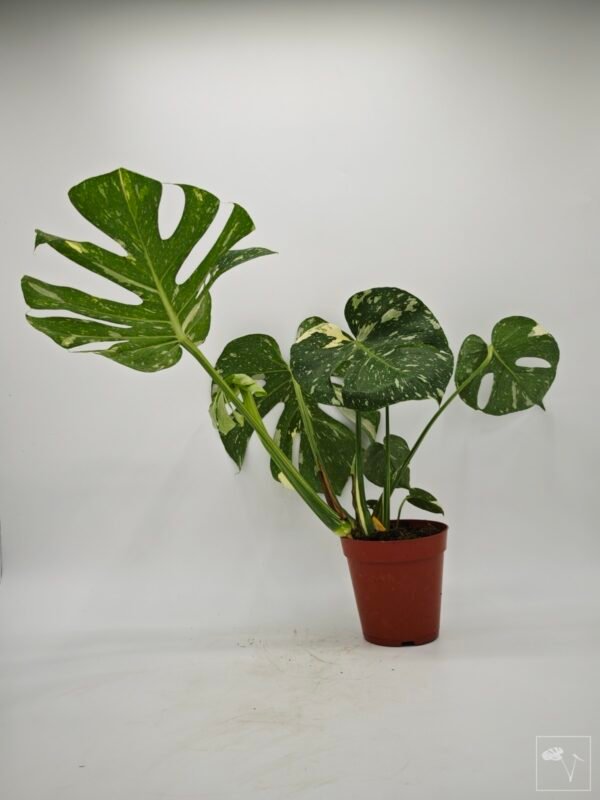 Monstera Thai Constellation (L) 14 - Imagen 5