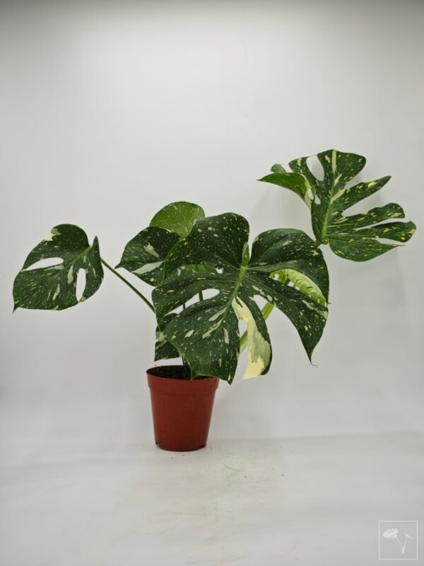 Monstera Thai Constellation (L) 14 - Imagen 6