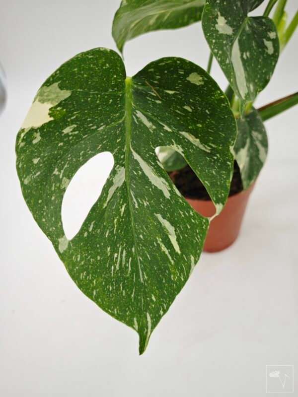 Monstera Thai Constellation (L) 14 - Imagen 7