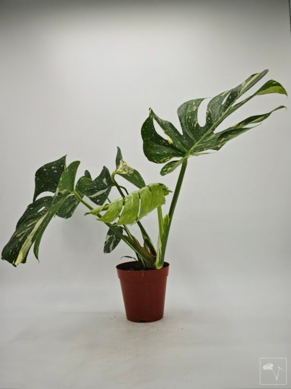 Monstera Thai Constellation (L) 14 - Imagen 9