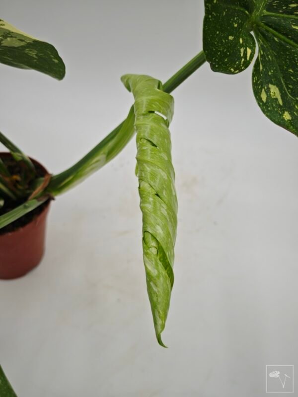 Monstera Thai Constellation (L) 14 - Imagen 10