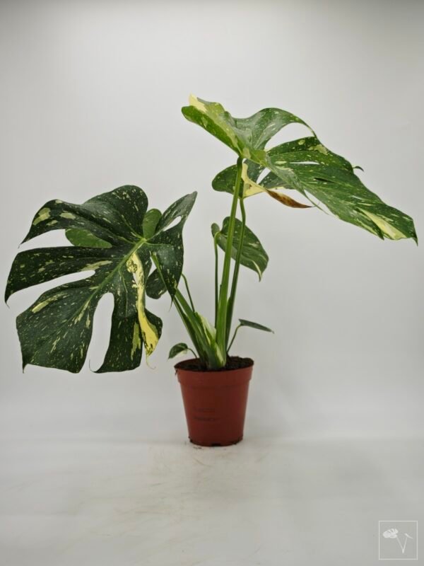 Monstera Thai Constellation (L) 15 - Imagen 2