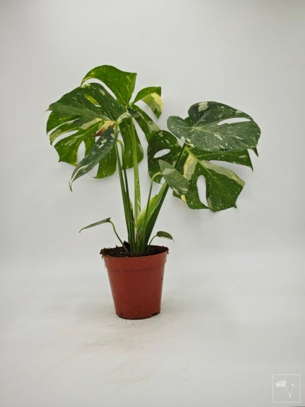 Monstera Thai Constellation (L) 15 - Imagen 3
