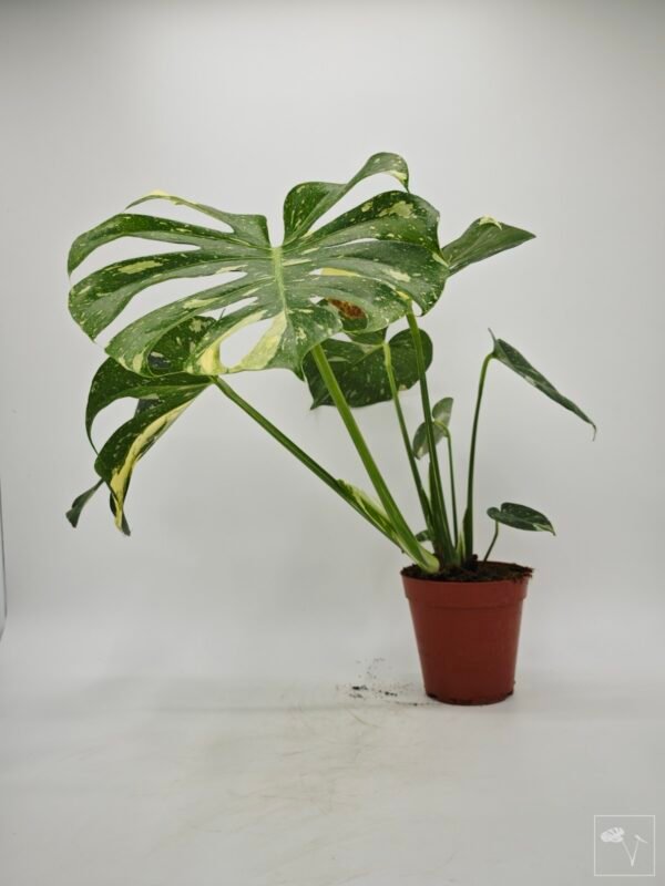 Monstera Thai Constellation (L) 15 - Imagen 4