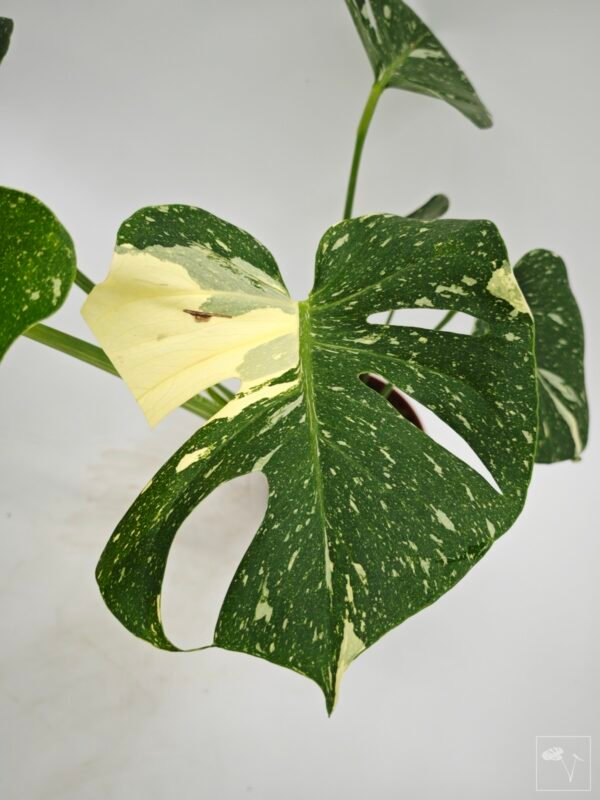 Monstera Thai Constellation (L) 15 - Imagen 5