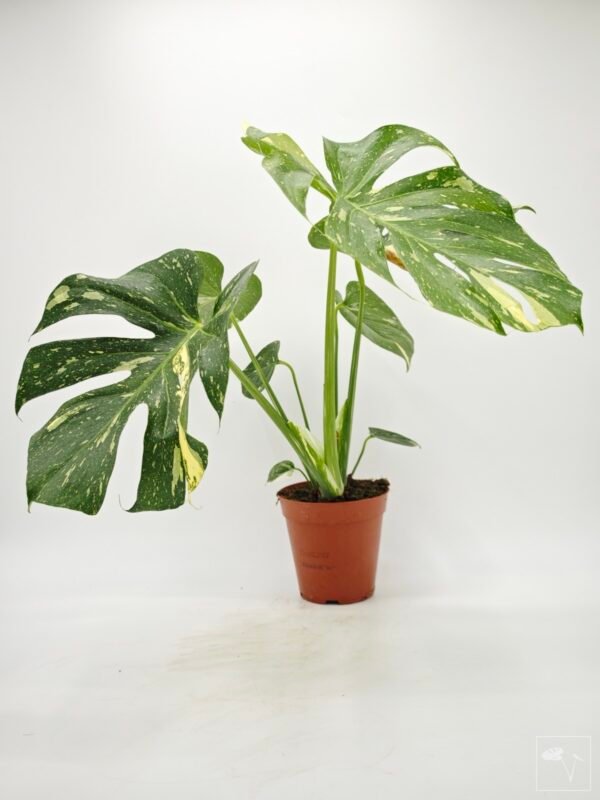 Monstera Thai Constellation (L) 15 - Imagen 6