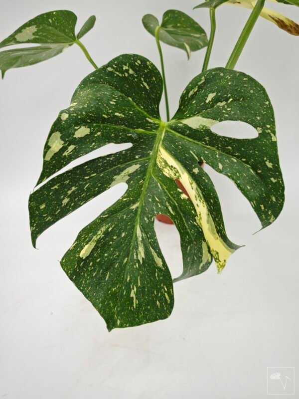 Monstera Thai Constellation (L) 15 - Imagen 7
