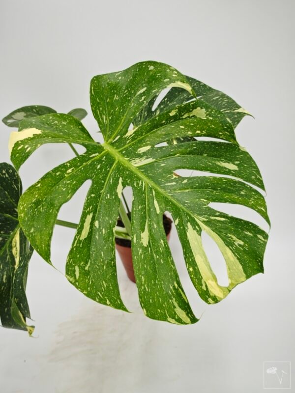 Monstera Thai Constellation (L) 15