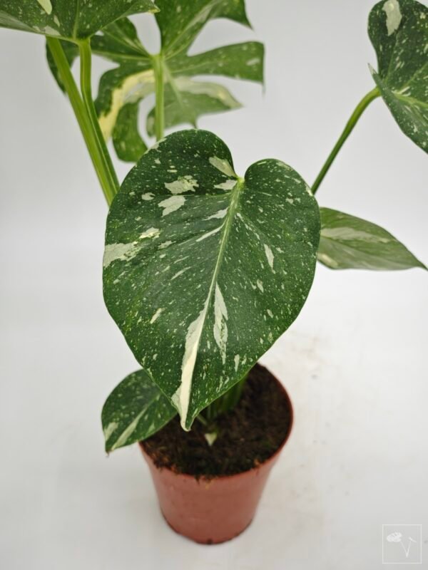 Monstera Thai Constellation (L) 15 - Imagen 10
