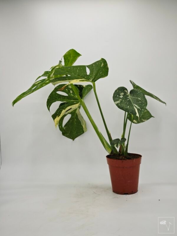 Monstera Thai Constellation (L) 15 - Imagen 11