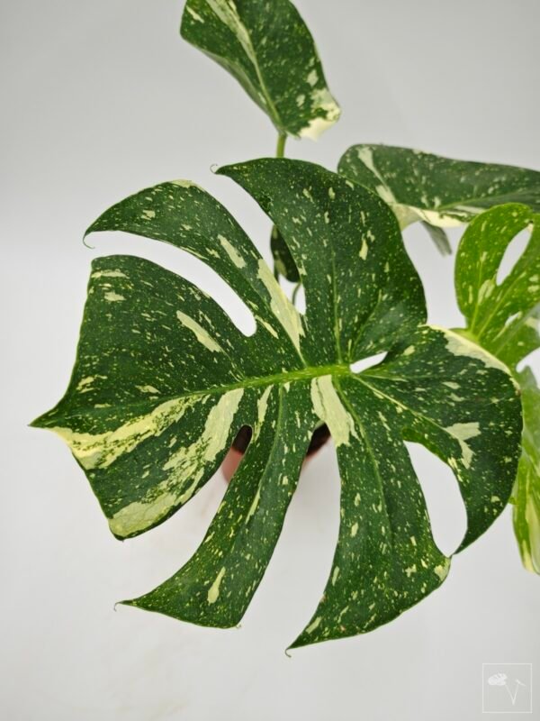 Monstera Thai Constellation (L) 3 - Imagen 2