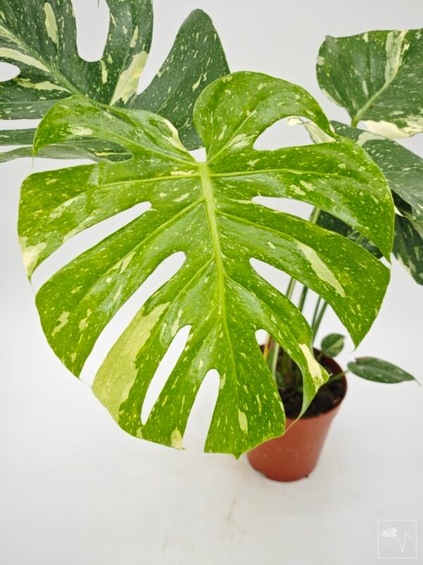 Monstera Thai Constellation (L) 3