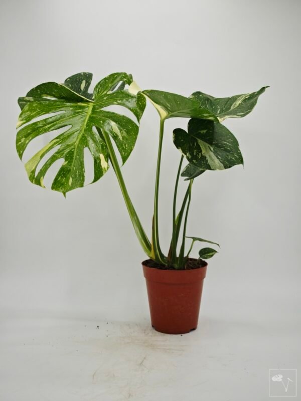 Monstera Thai Constellation (L) 3 - Imagen 4