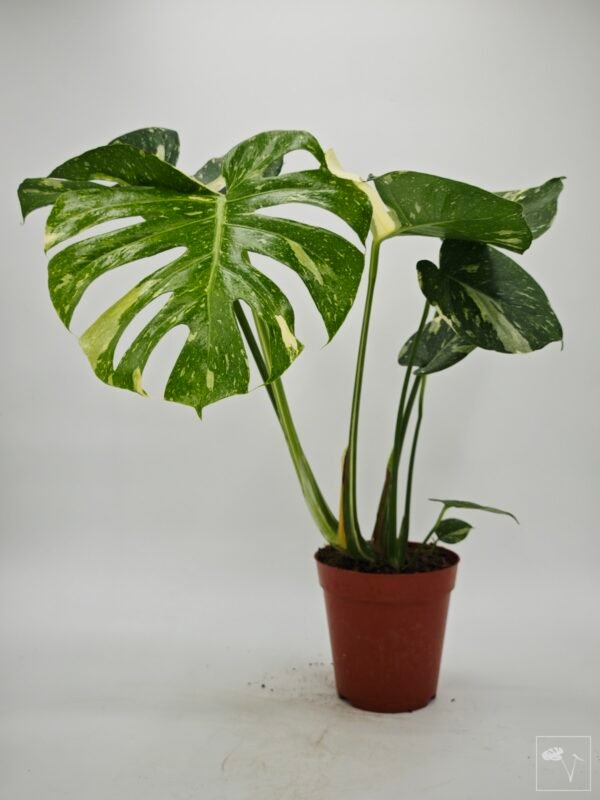 Monstera Thai Constellation (L) 3 - Imagen 6