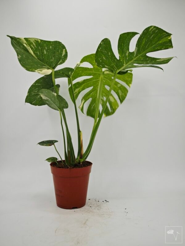 Monstera Thai Constellation (L) 3 - Imagen 7