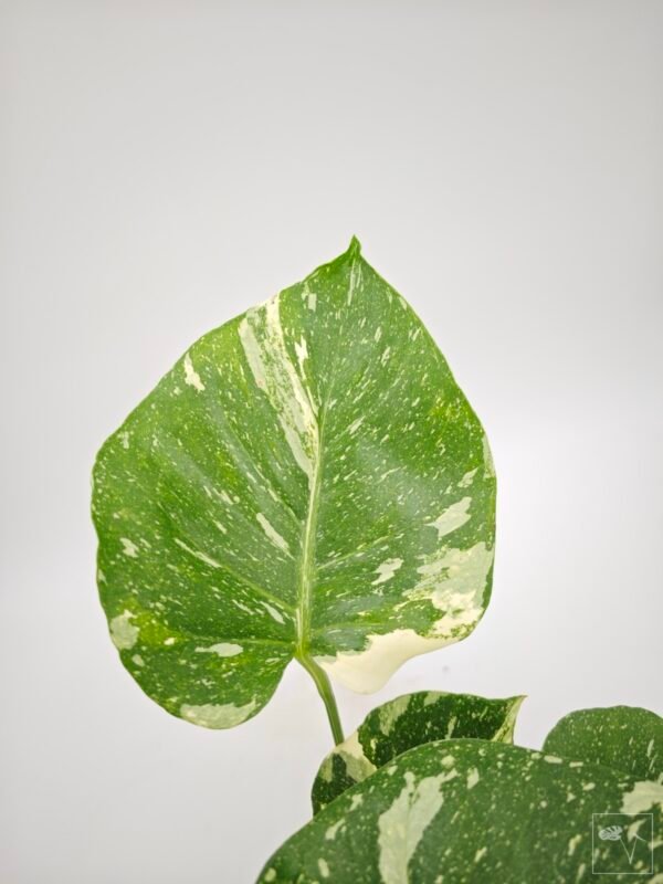 Monstera Thai Constellation (L) 3 - Imagen 8