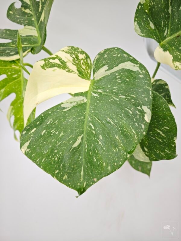 Monstera Thai Constellation (L) 3 - Imagen 9
